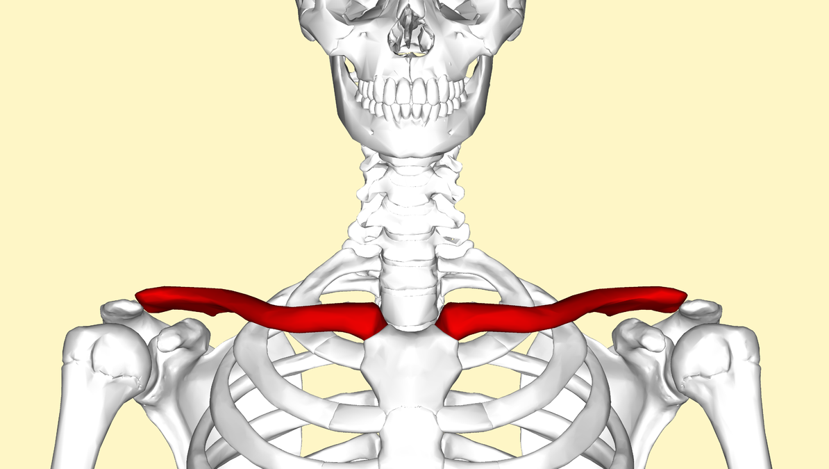 Амортизация костей в суставе. Ключица у человека. Скелет человека ключица. Ключица анатомия человека. Ключиться у человека.